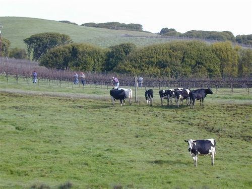 Point Reyes Vineyard Inn Калифорния Сити Екстериор снимка