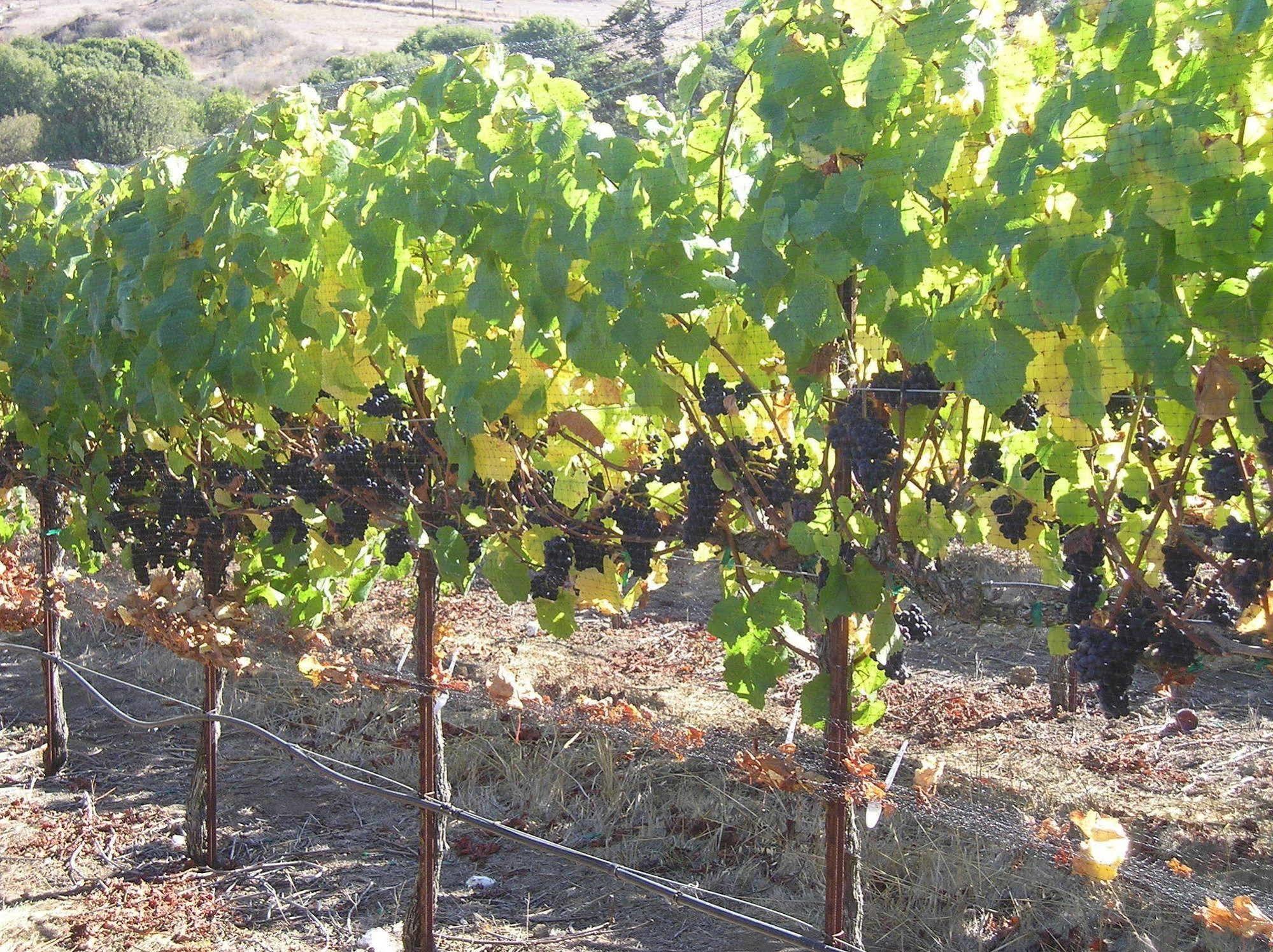 Point Reyes Vineyard Inn Калифорния Сити Екстериор снимка